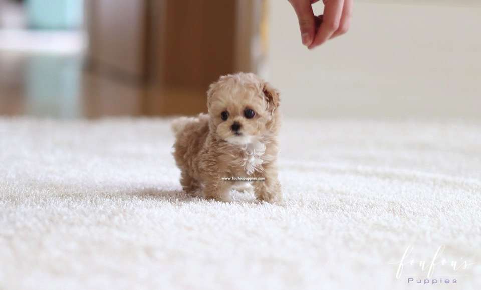 Stella - Poodle F.