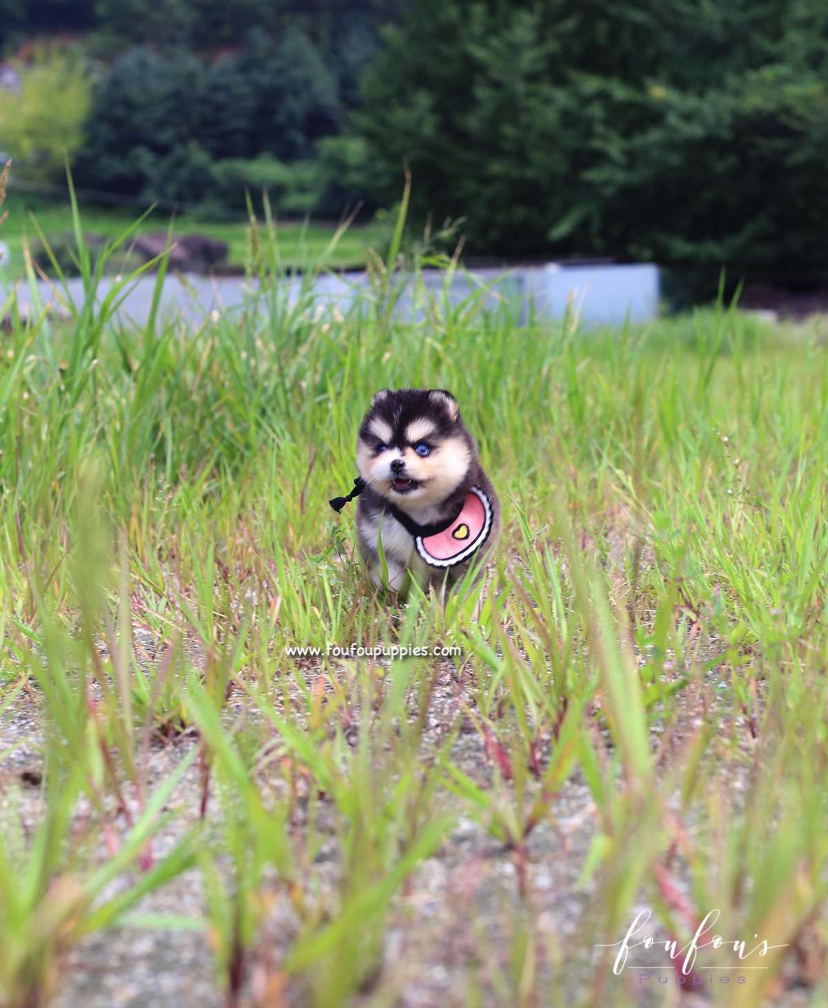 Mavi - Pomsky F.