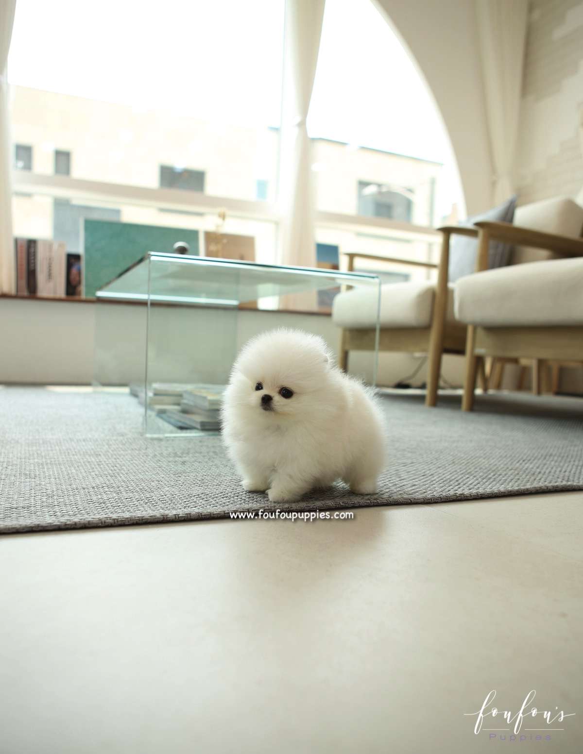 GiGi - Pomeranian F.