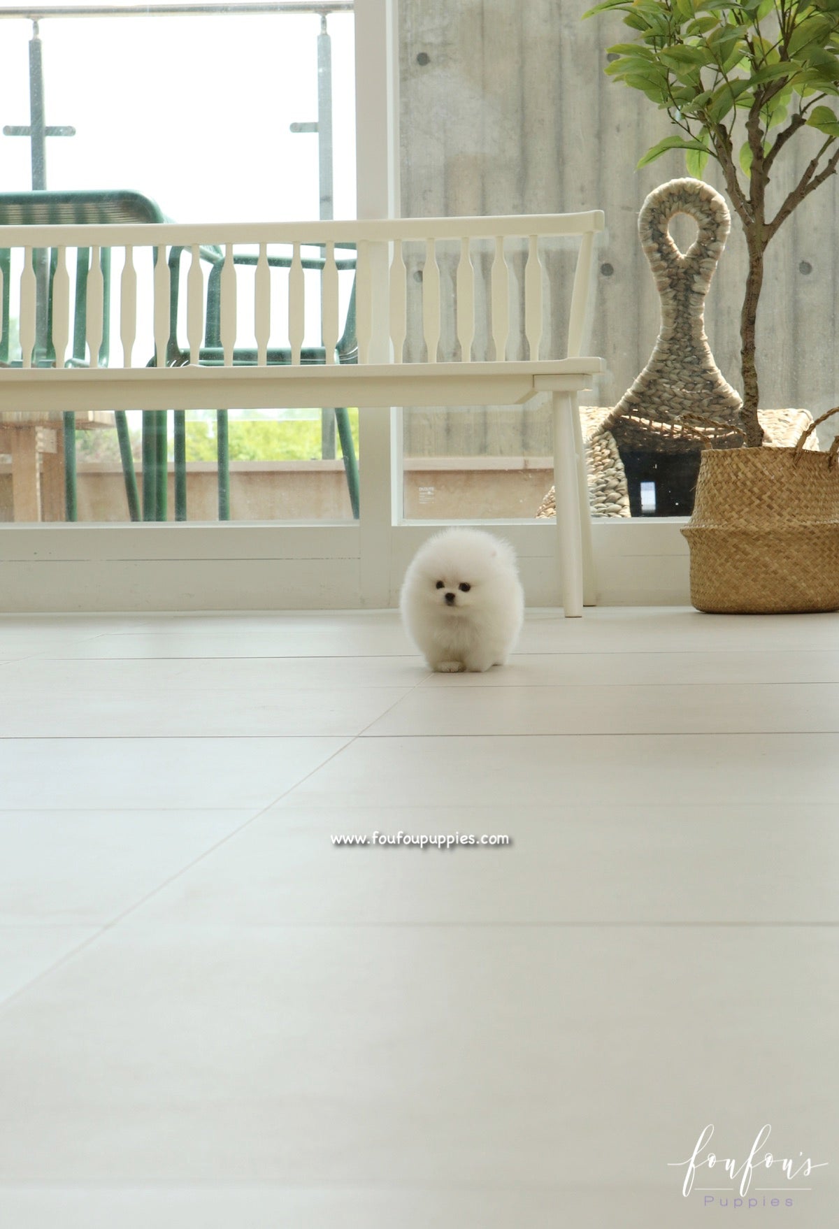 GiGi - Pomeranian F.