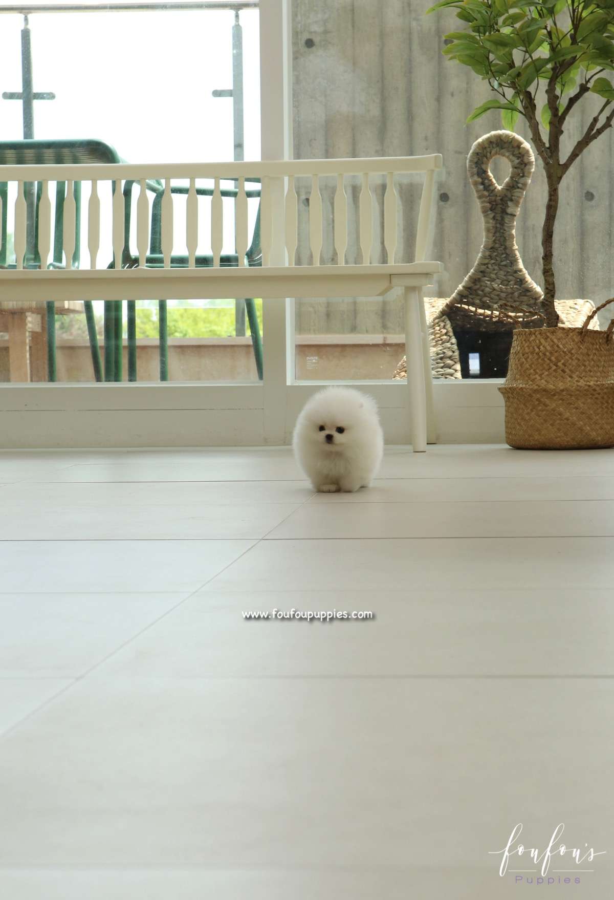 GiGi - Pomeranian F.