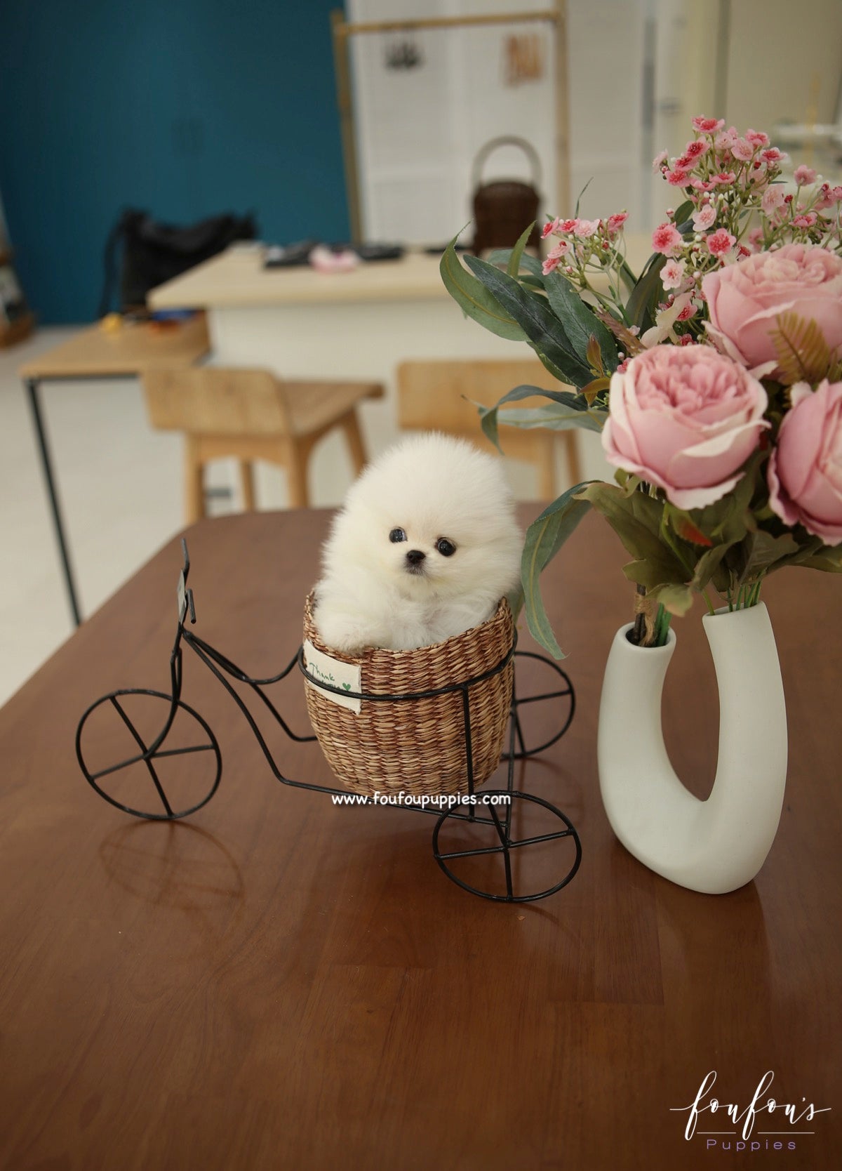 GiGi - Pomeranian F.