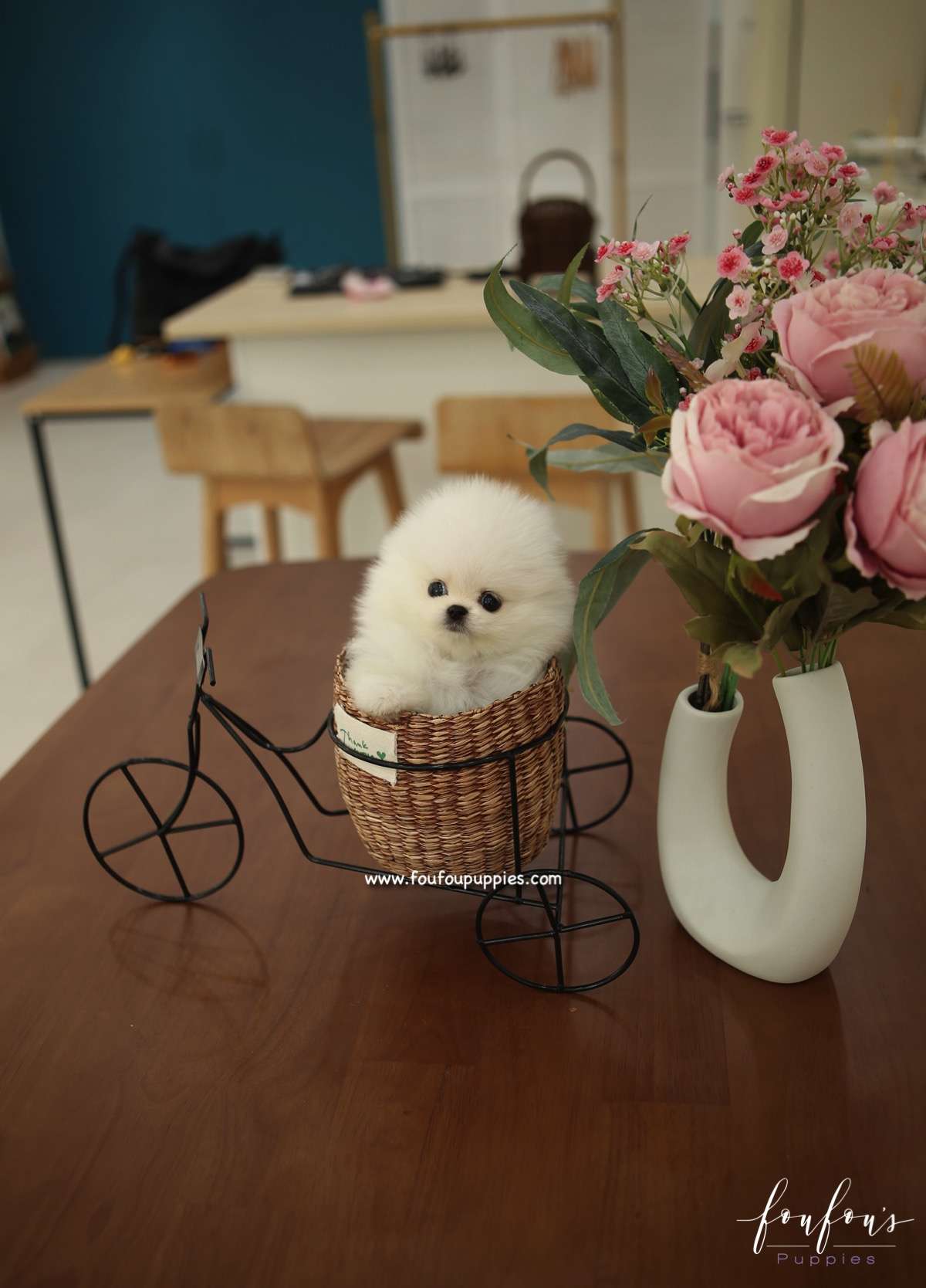 GiGi - Pomeranian F.