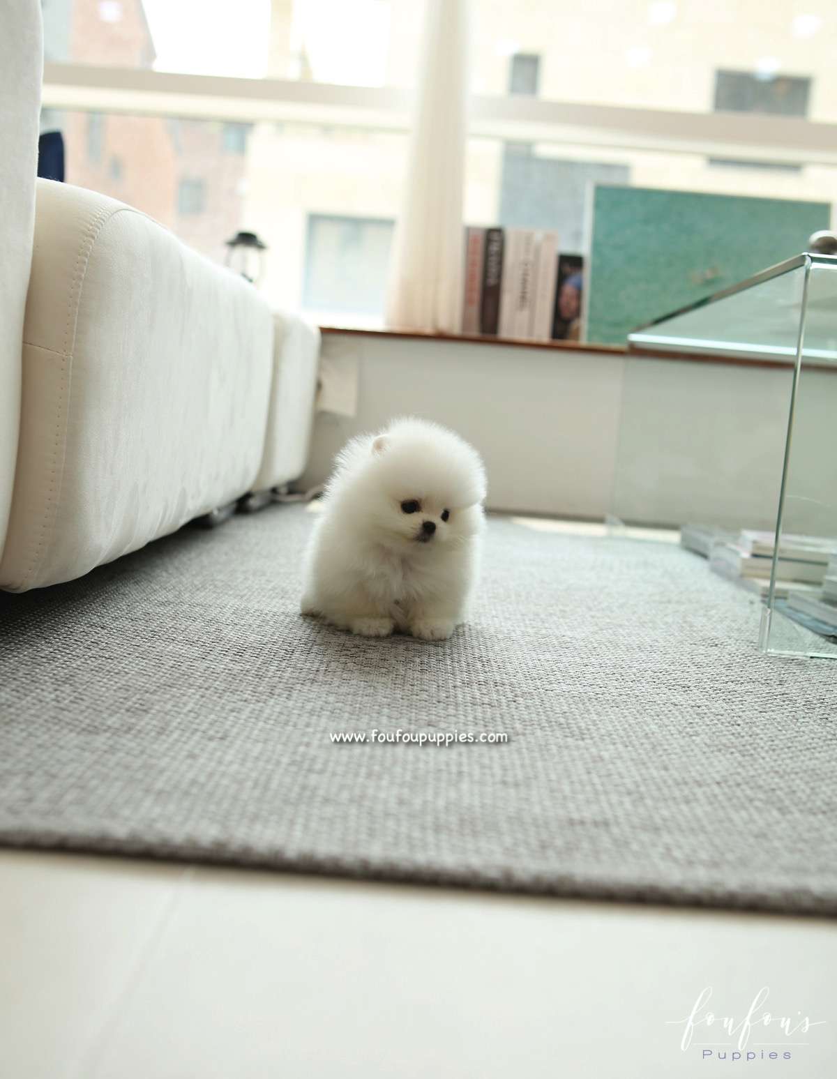 GiGi - Pomeranian F.