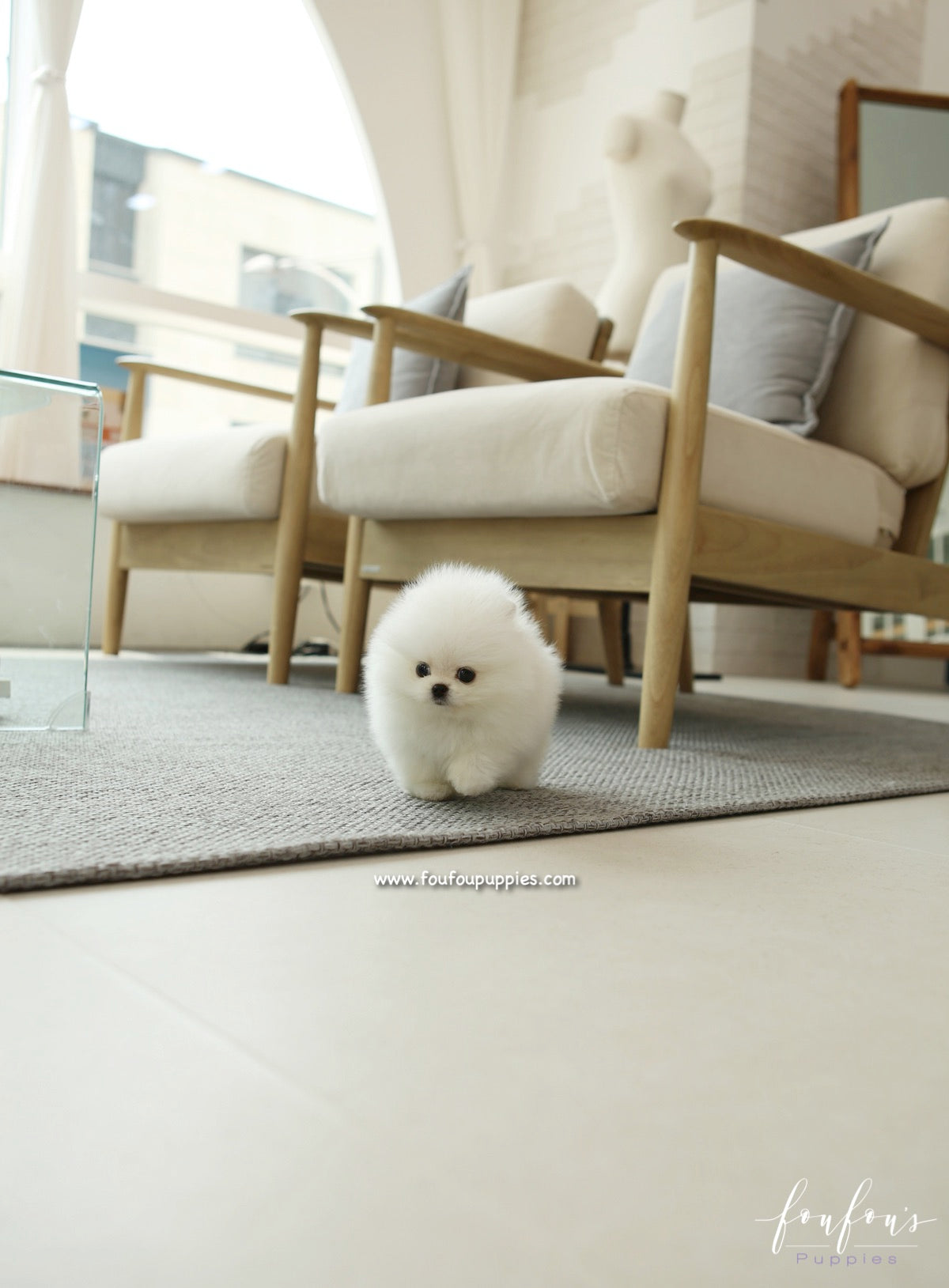 GiGi - Pomeranian F.