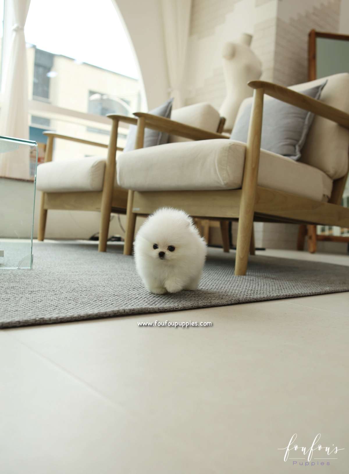 GiGi - Pomeranian F.