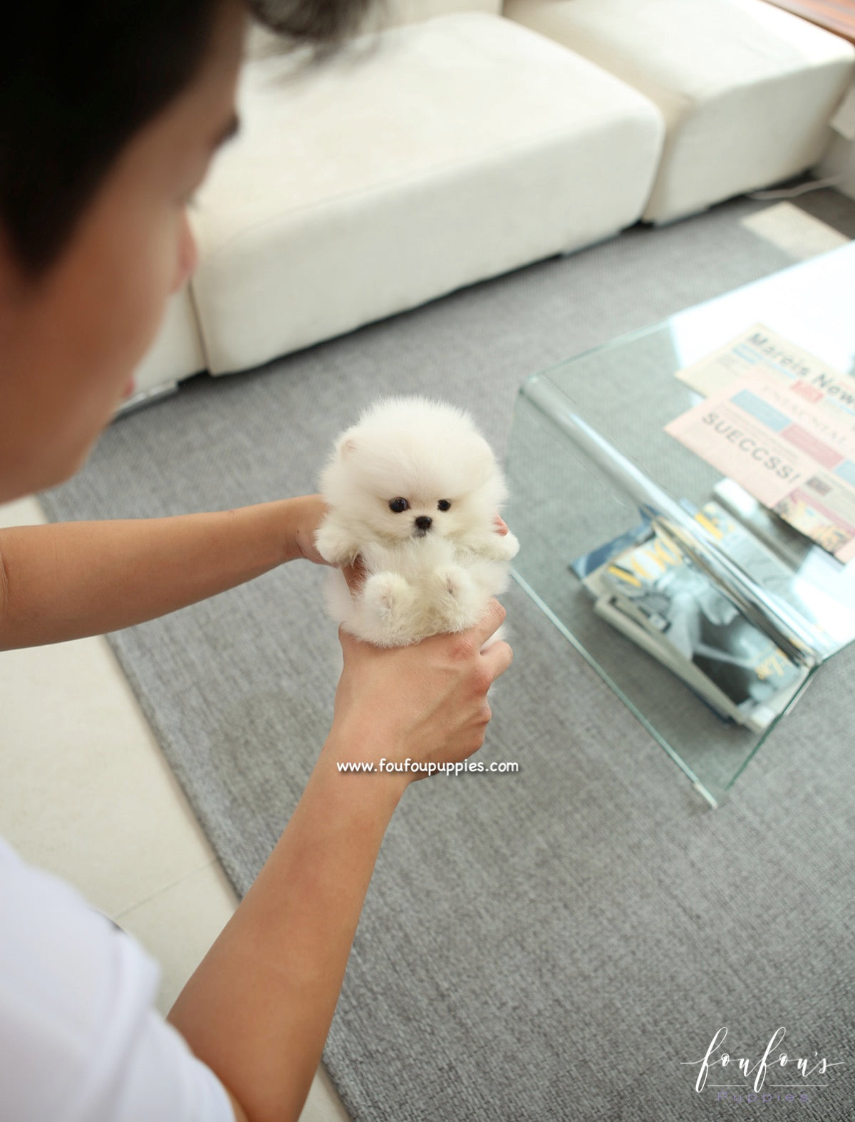 GiGi - Pomeranian F.