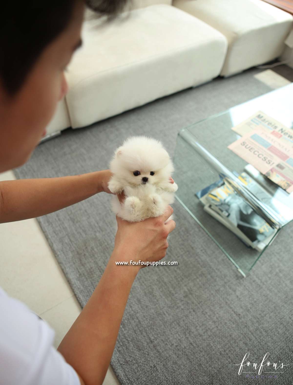 GiGi - Pomeranian F.
