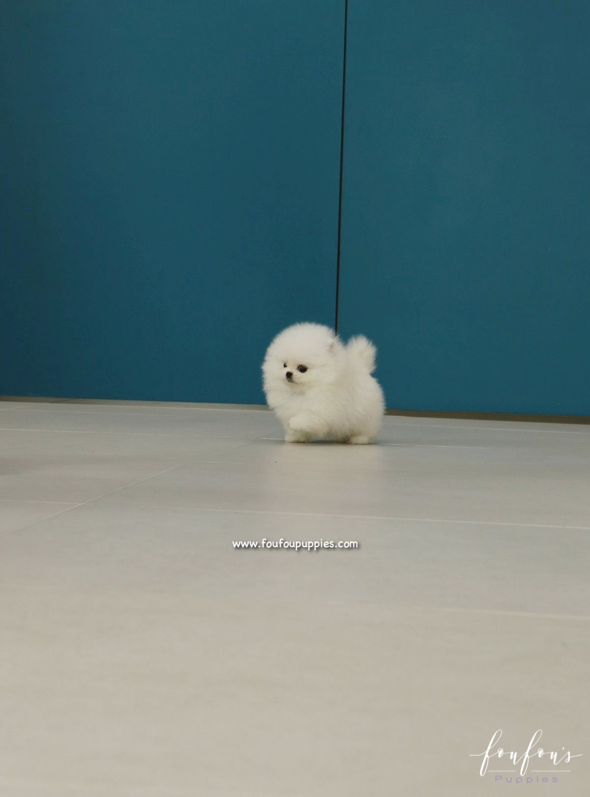 GiGi - Pomeranian F.