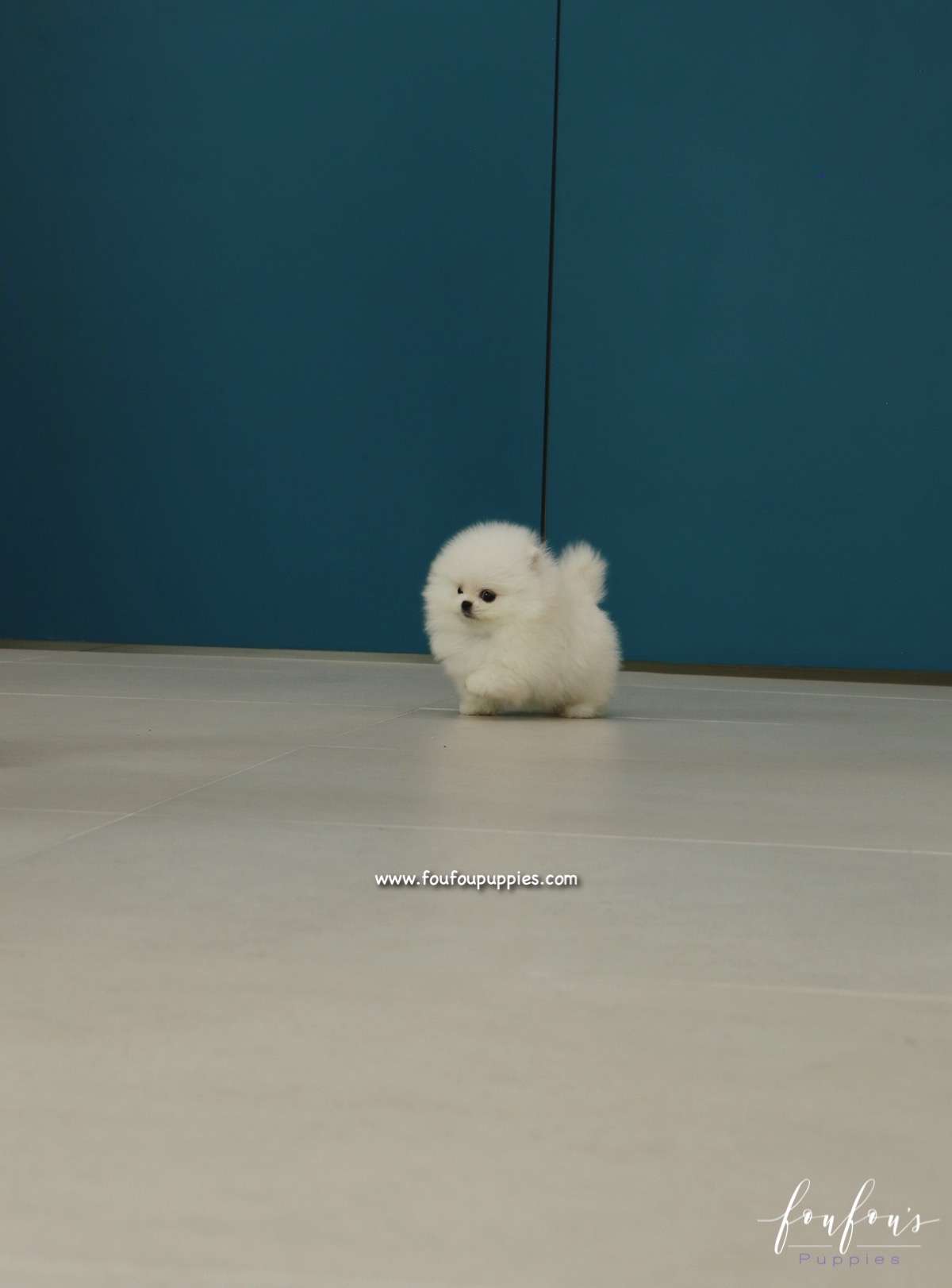GiGi - Pomeranian F.