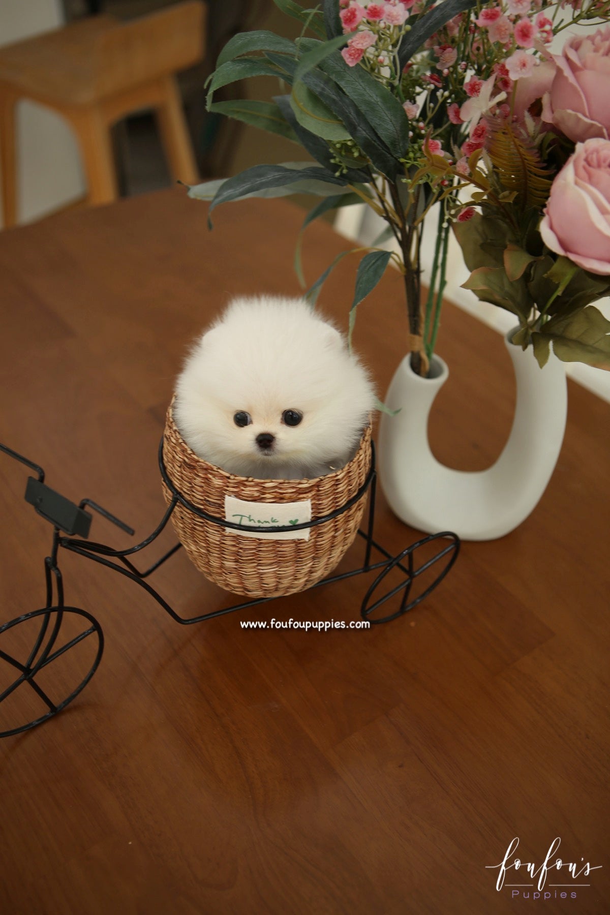 GiGi - Pomeranian F.