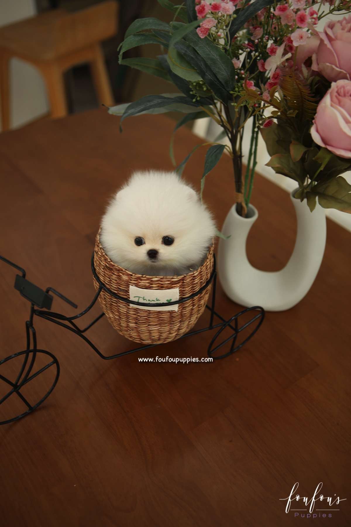 GiGi - Pomeranian F.