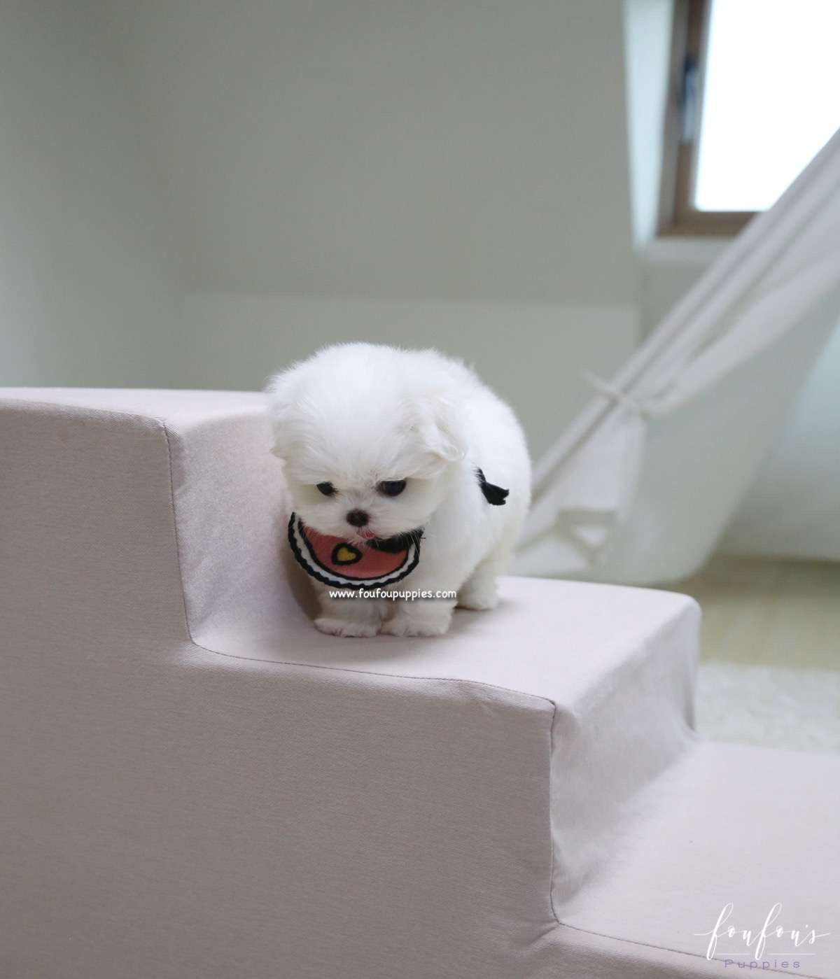 Gia - Maltese F.
