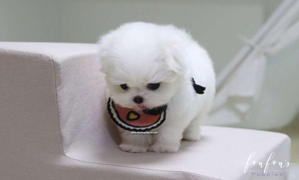 Gia - Maltese F.