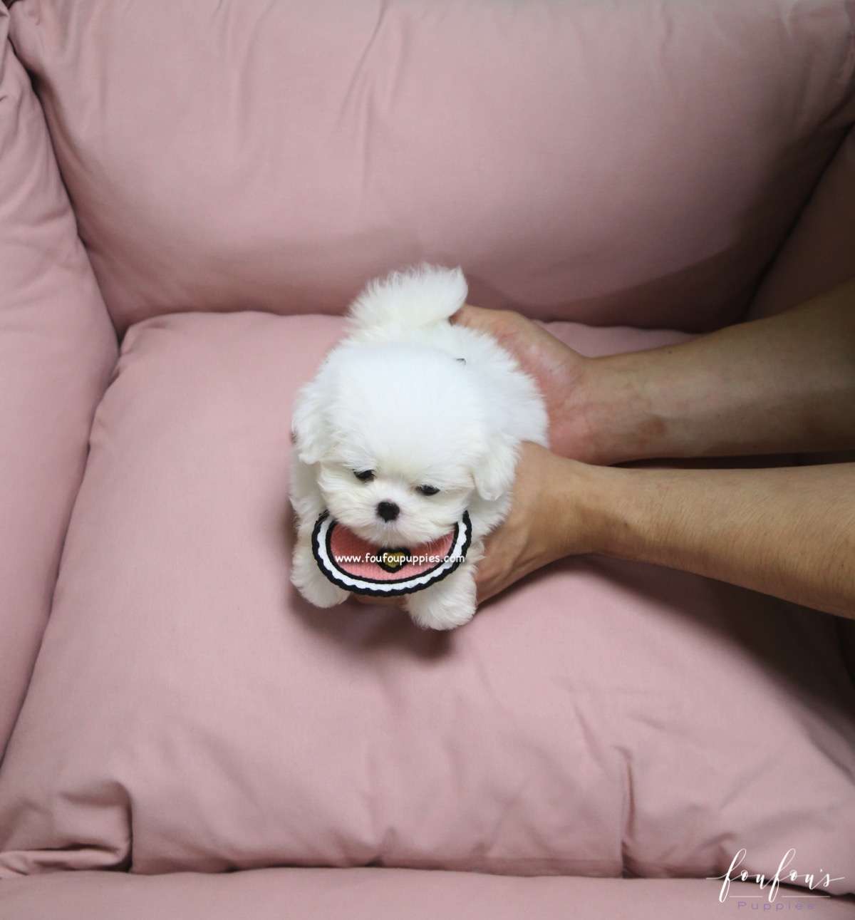 Gia - Maltese F.