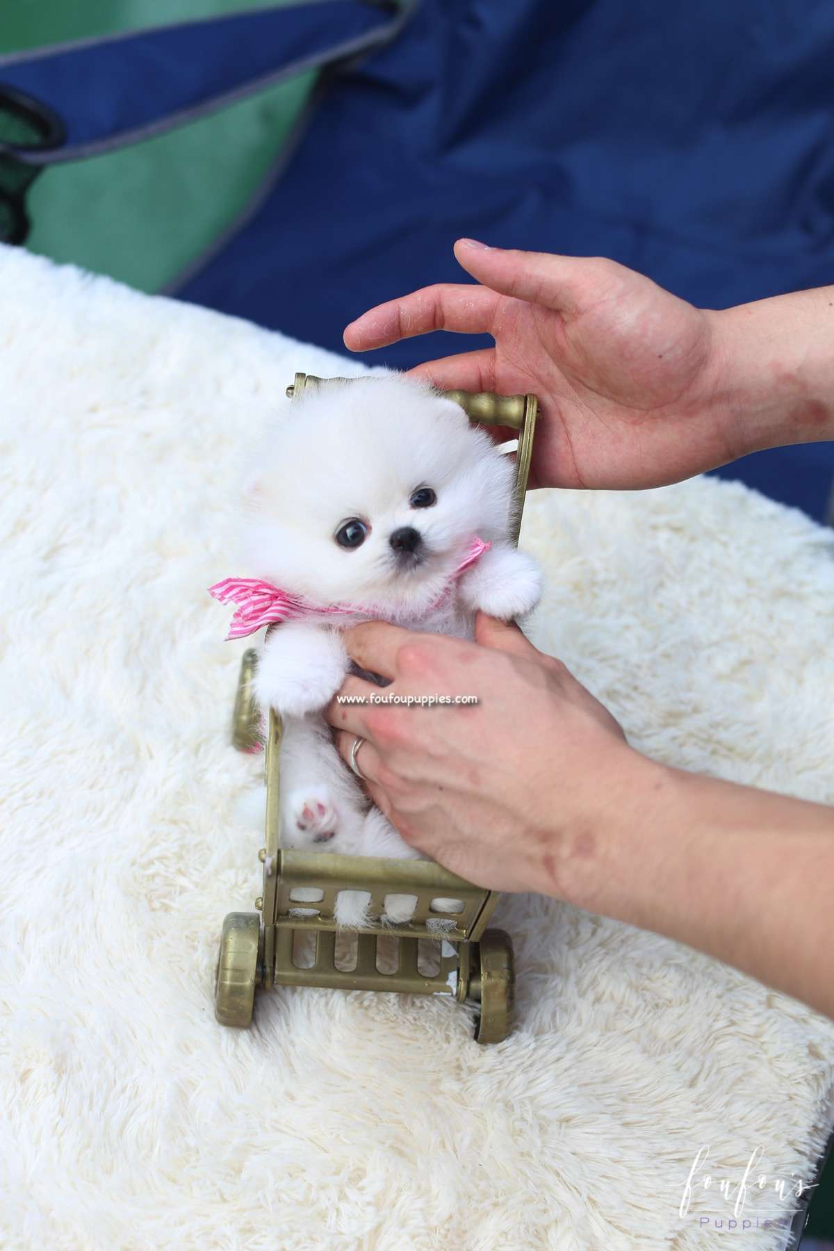 Gidget - Pomeranian F.