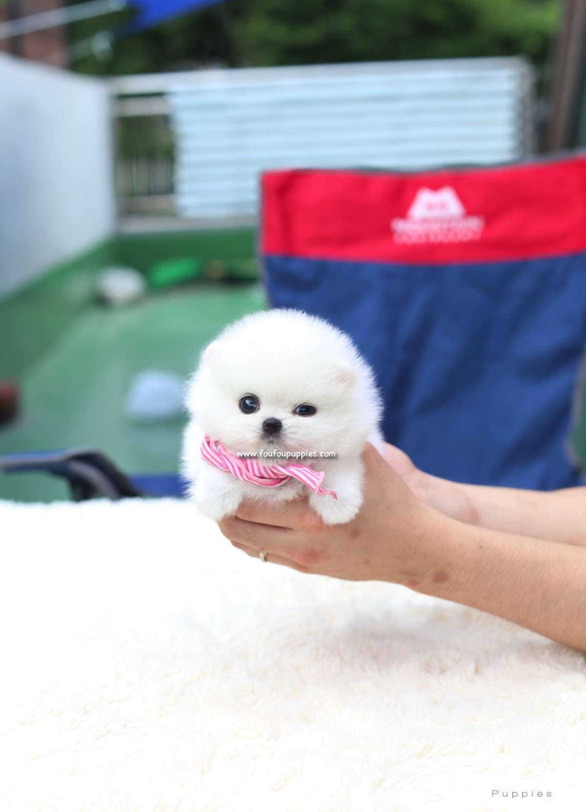 Gidget - Pomeranian F.