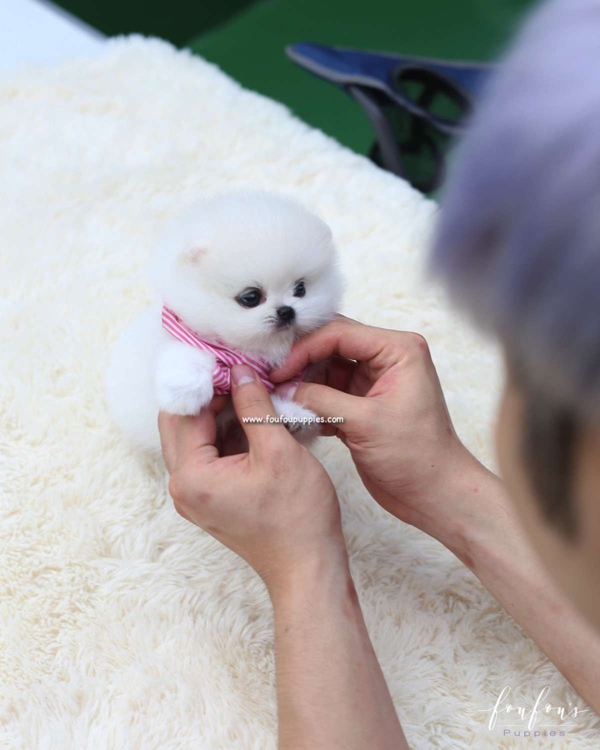 Gidget - Pomeranian F.