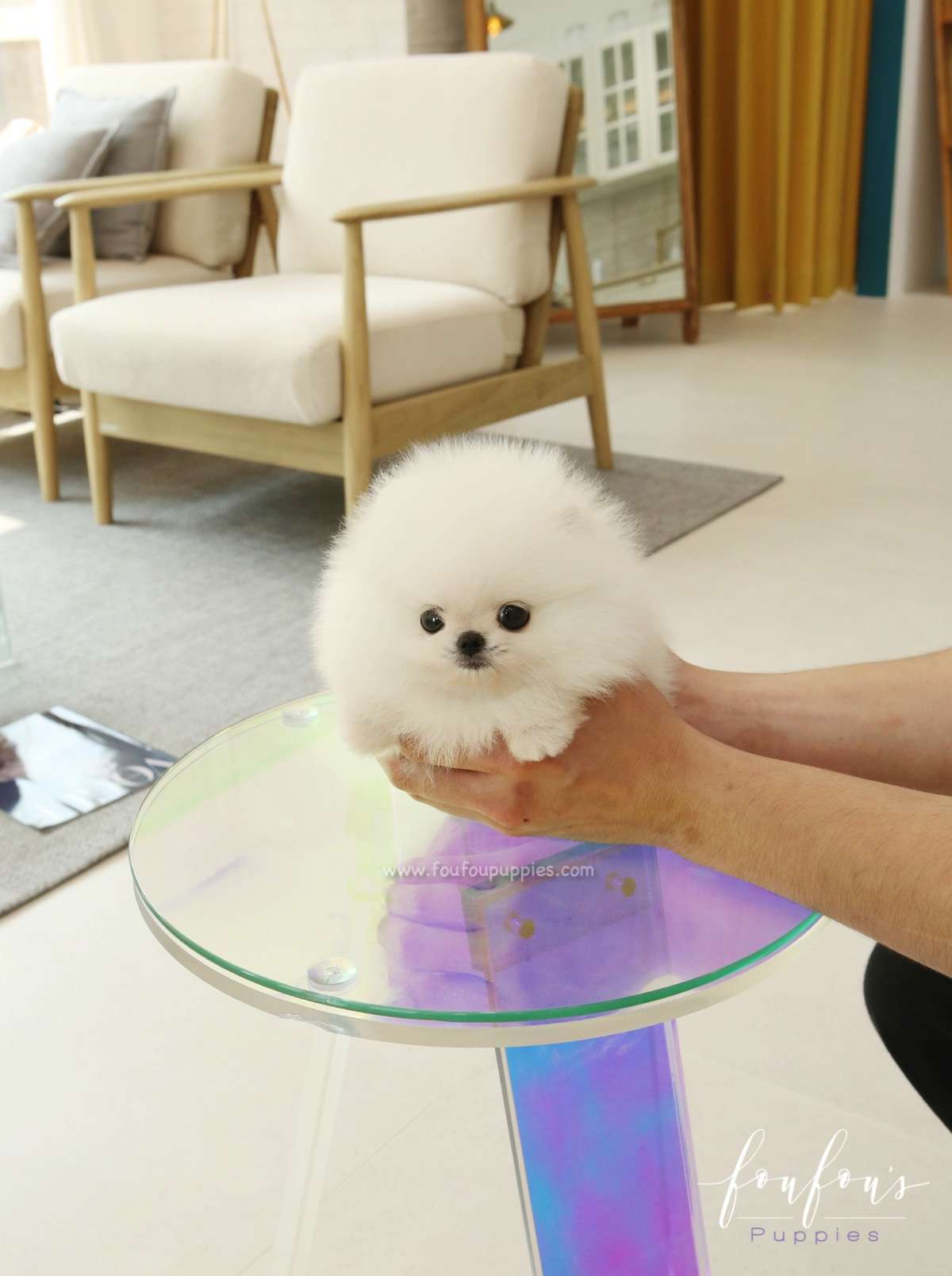 GiGi - Pomeranian F.