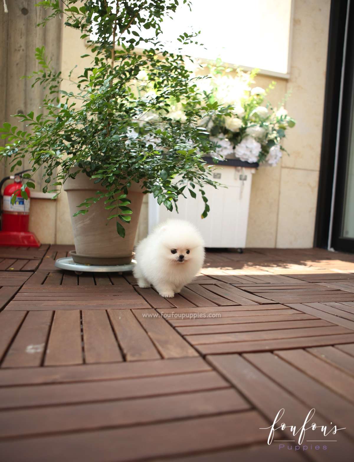 GiGi - Pomeranian F.