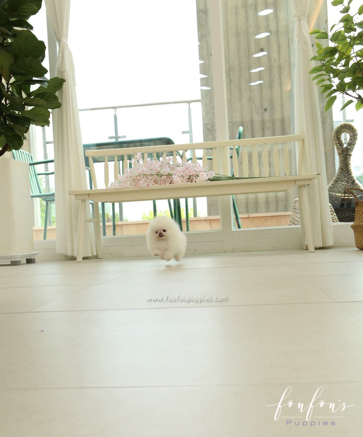 GiGi - Pomeranian F.