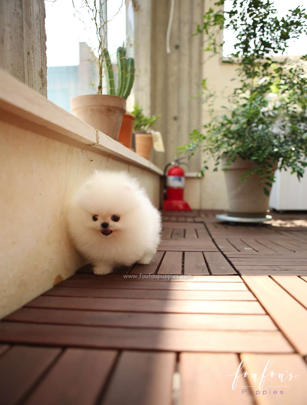 GiGi - Pomeranian F.