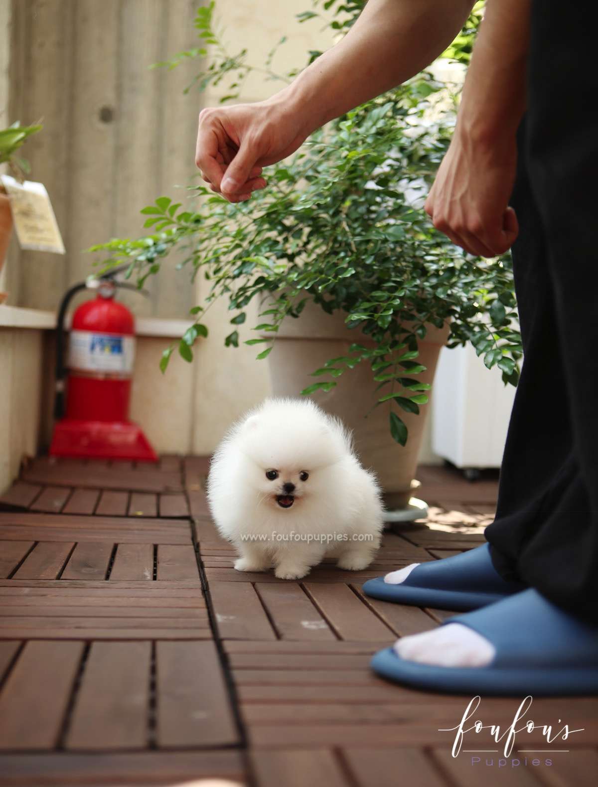 GiGi - Pomeranian F.