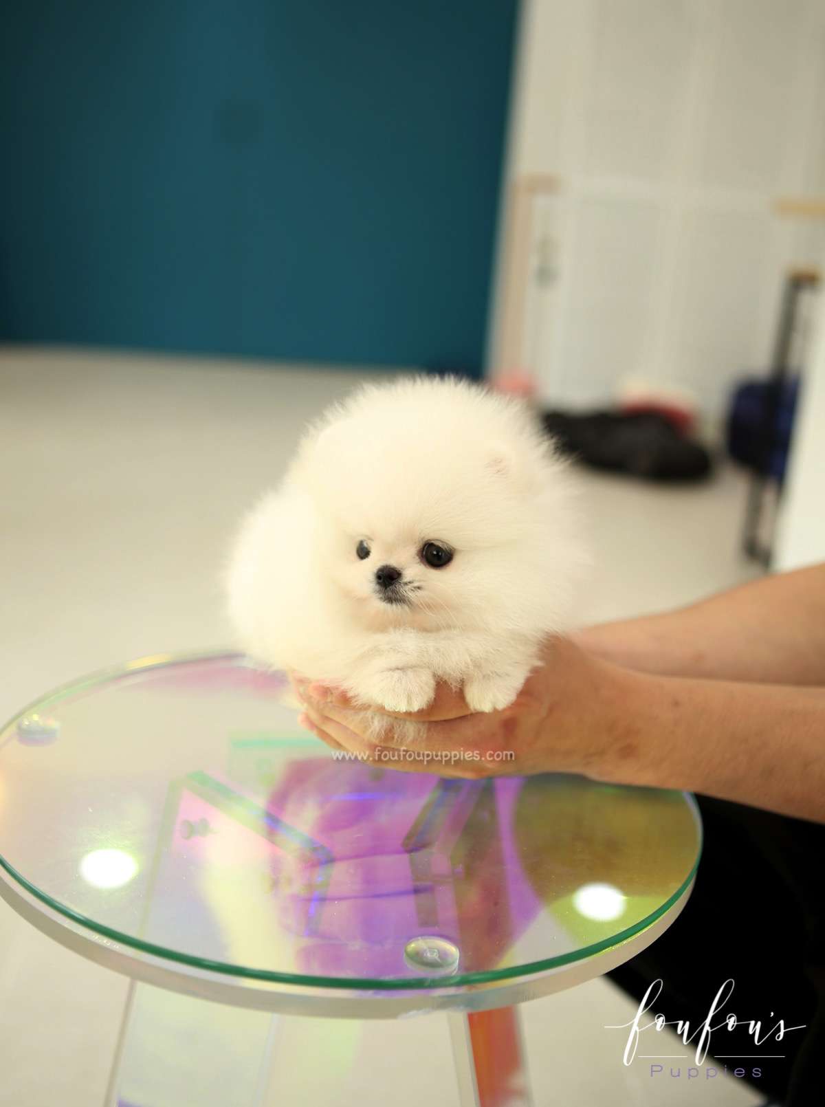 GiGi - Pomeranian F.