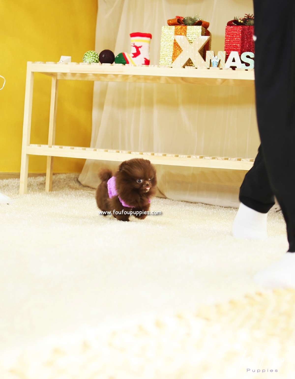 Hazel - Pomeranian F.