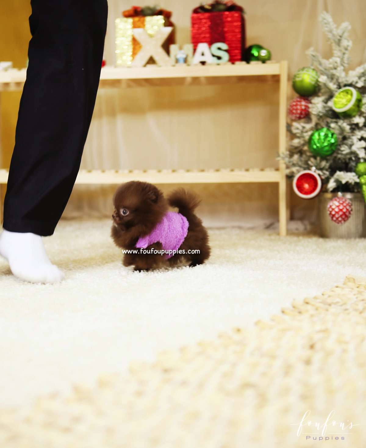 Hazel - Pomeranian F.