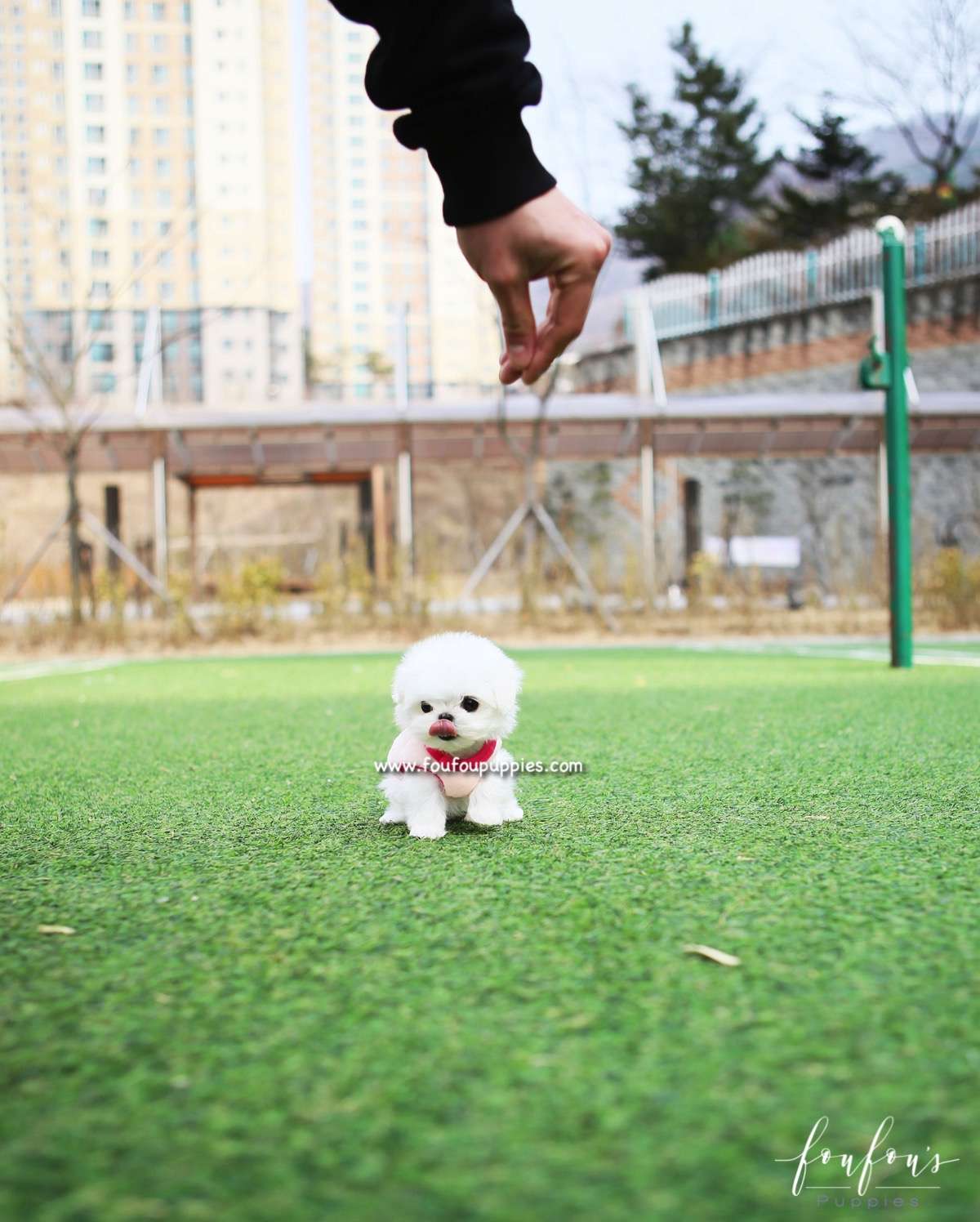 Pearl - Maltese F.