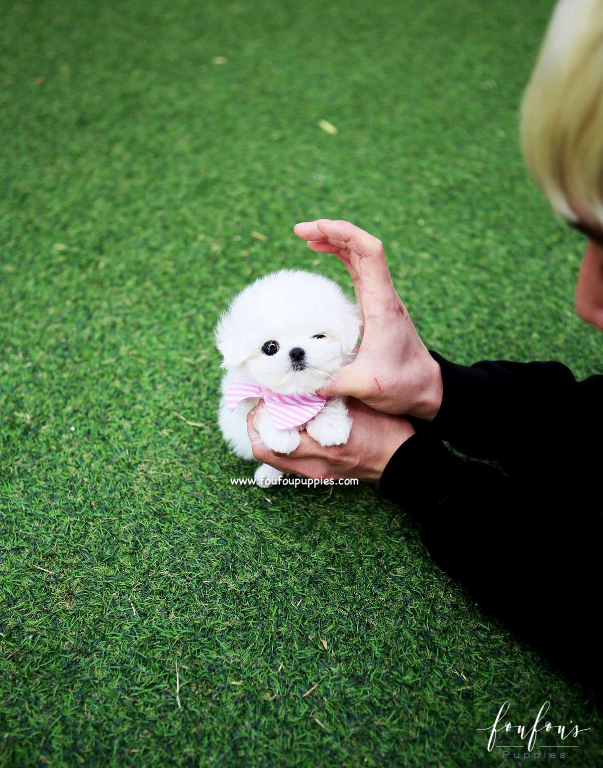 Pearl - Maltese F.