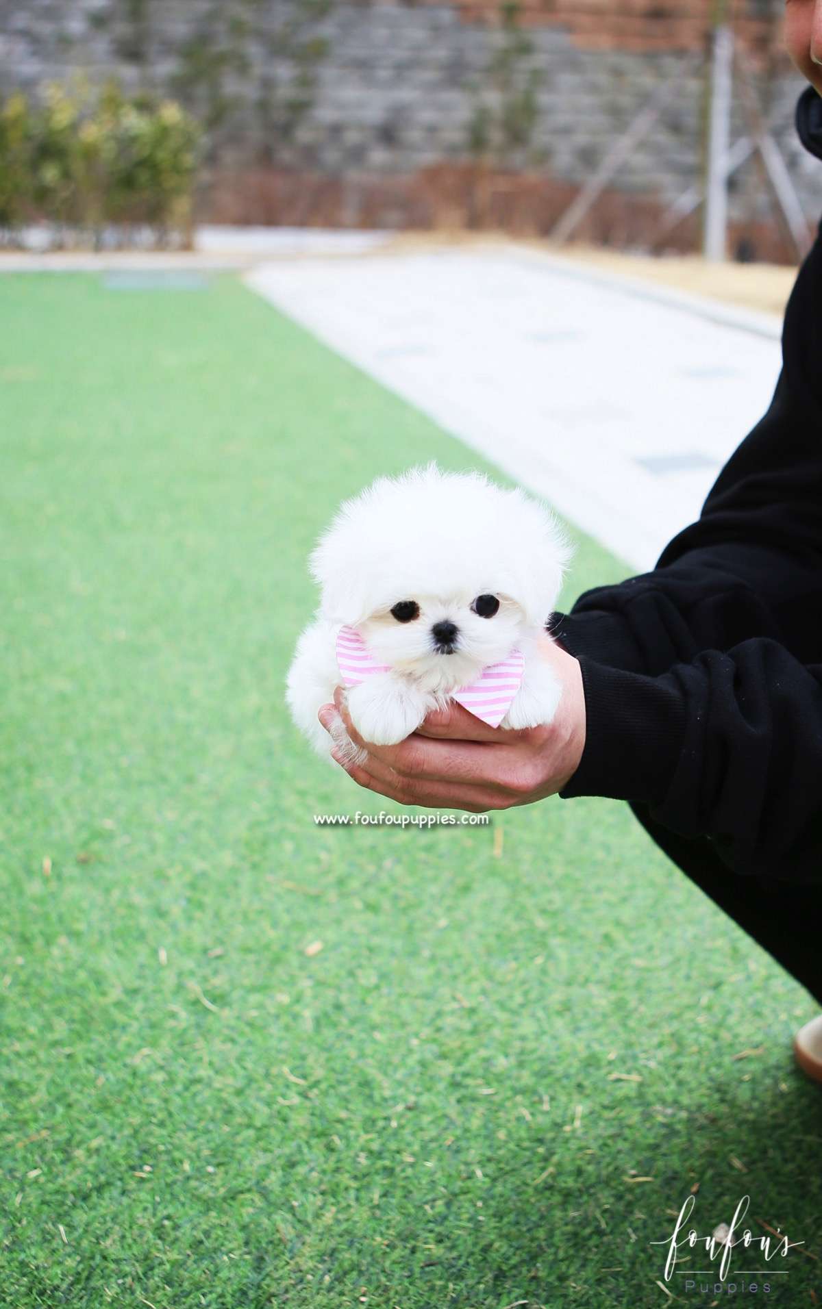 Pearl - Maltese F.