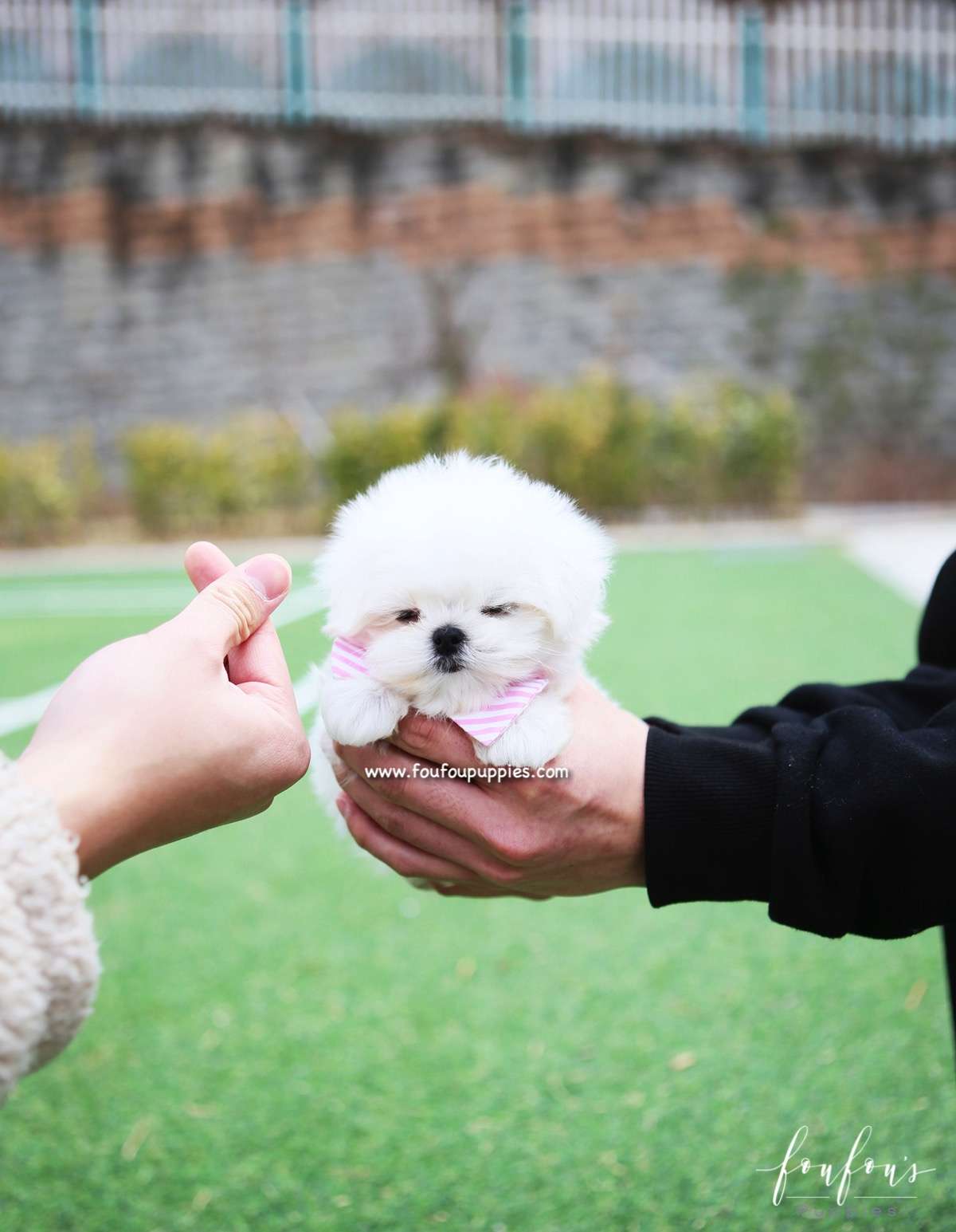Pearl - Maltese F.