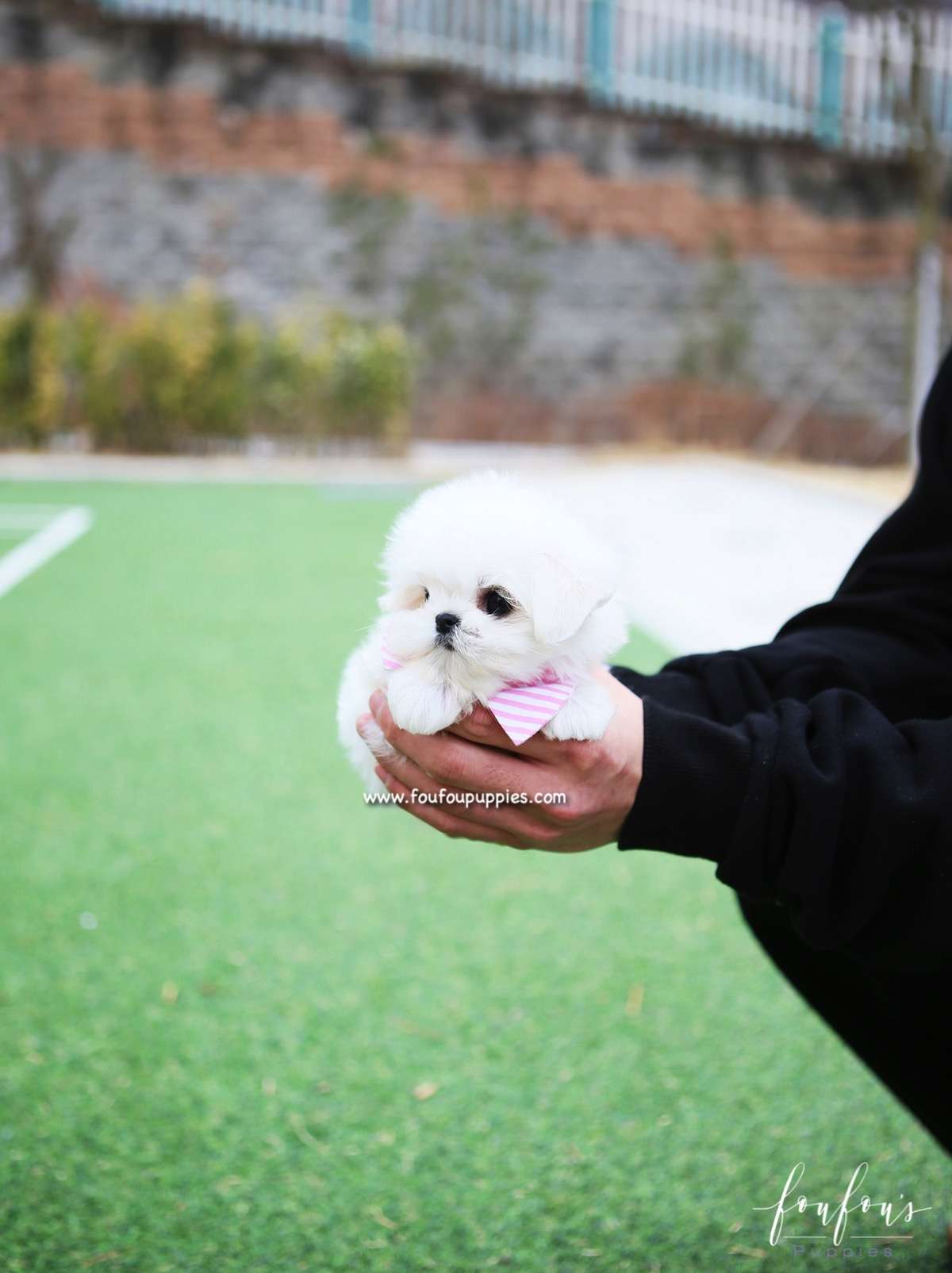 Pearl - Maltese F.