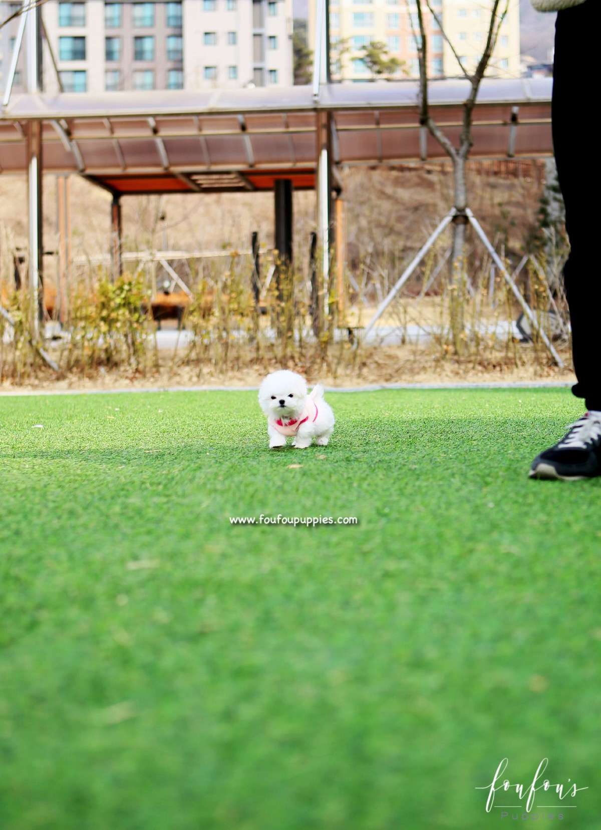 Pearl - Maltese F.
