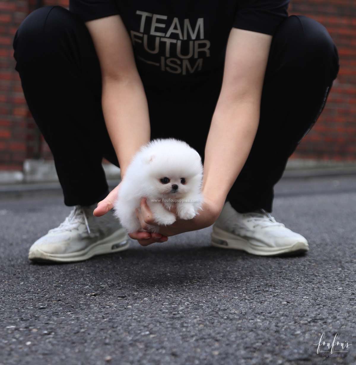 Pinky - Pomeranian F.