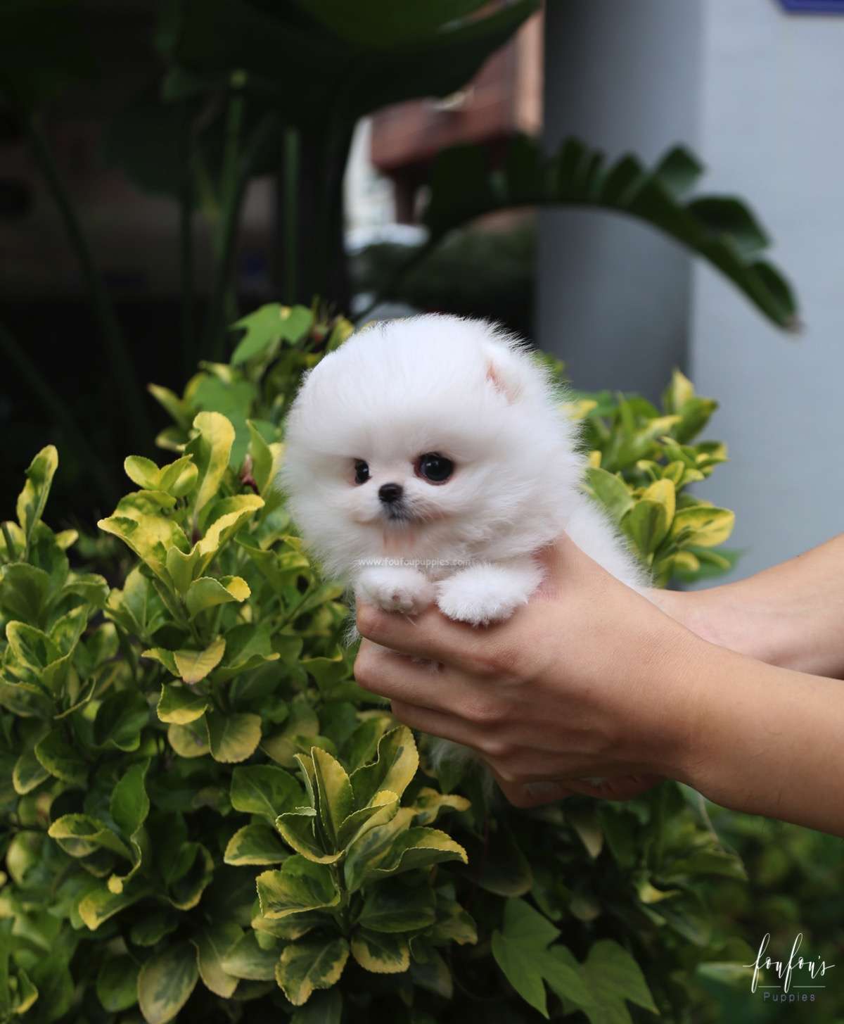 Pinky - Pomeranian F.