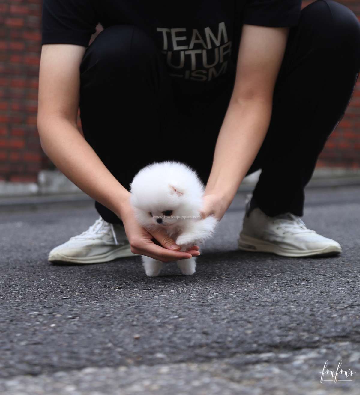 Pinky - Pomeranian F.