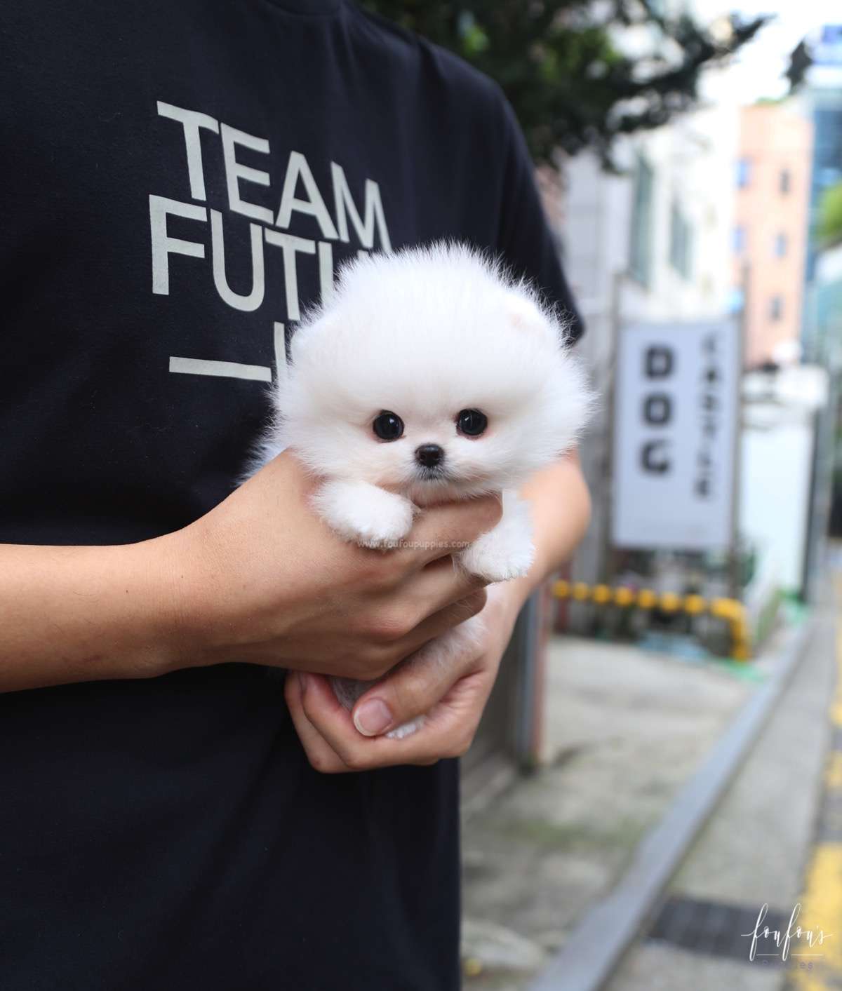 Pinky - Pomeranian F.