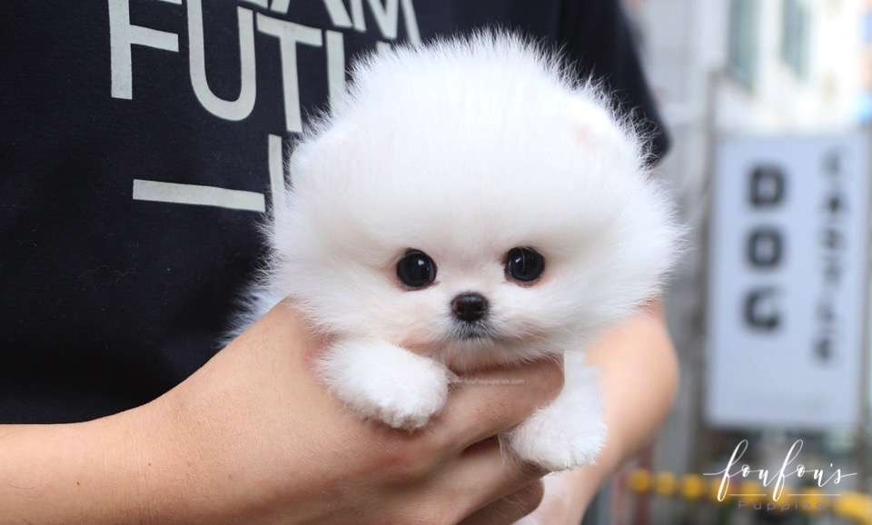 Pinky - Pomeranian F.
