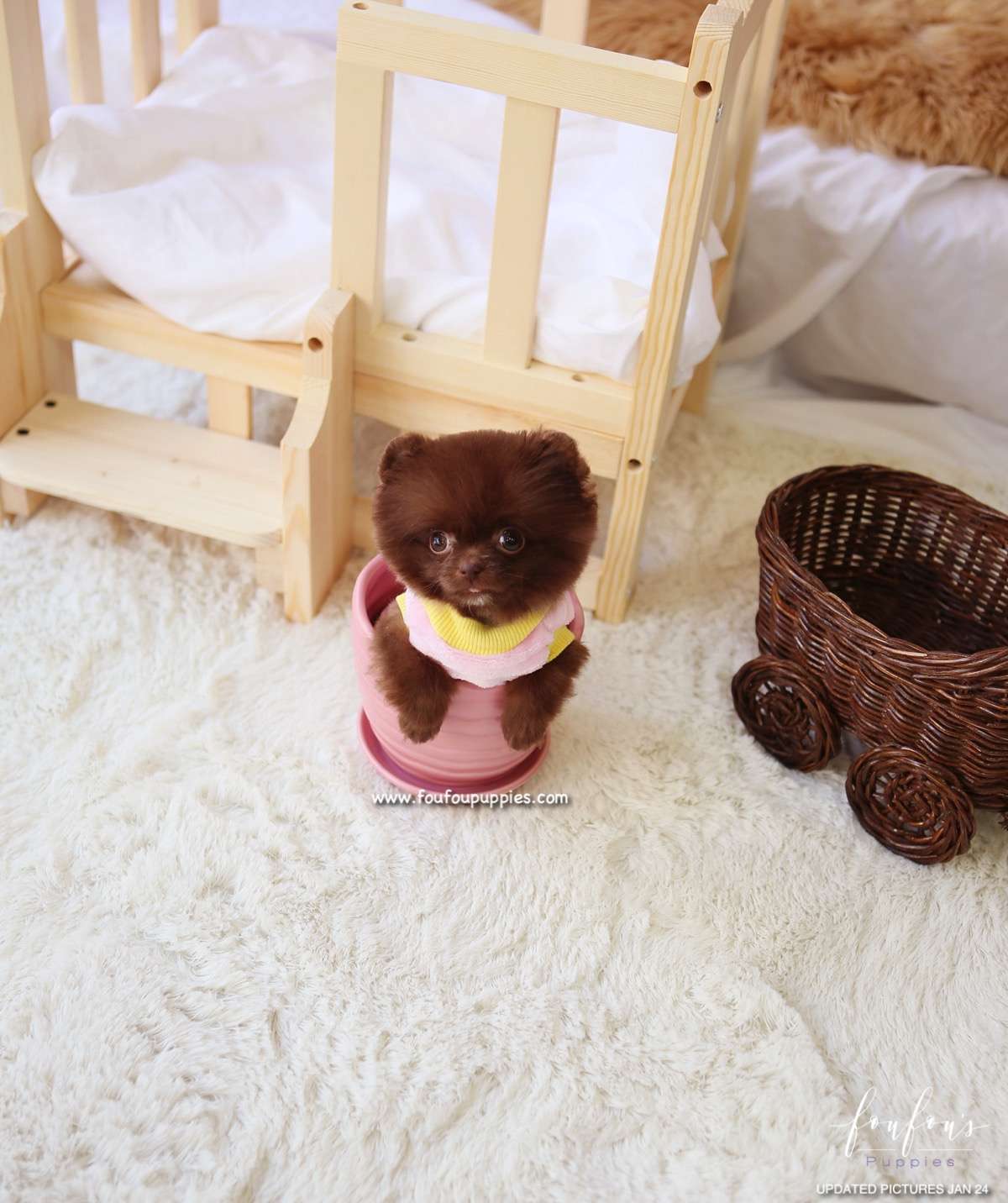 Hazel - Pomeranian F.
