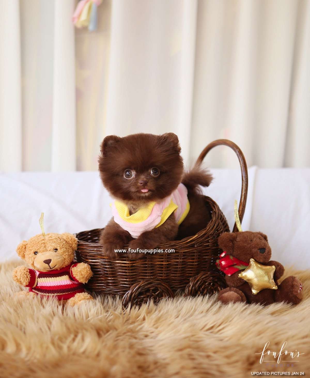 Hazel - Pomeranian F.