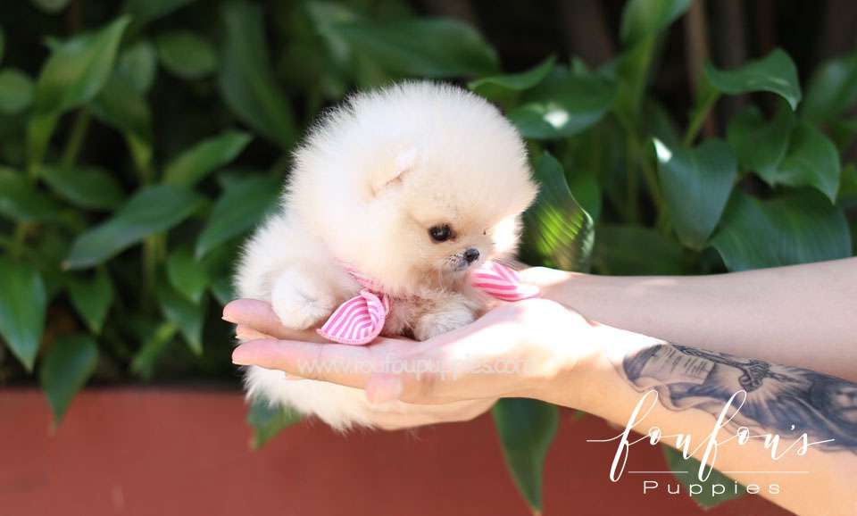 Hermes - Pomeranian M.