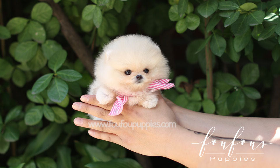 Hermes - Pomeranian M.
