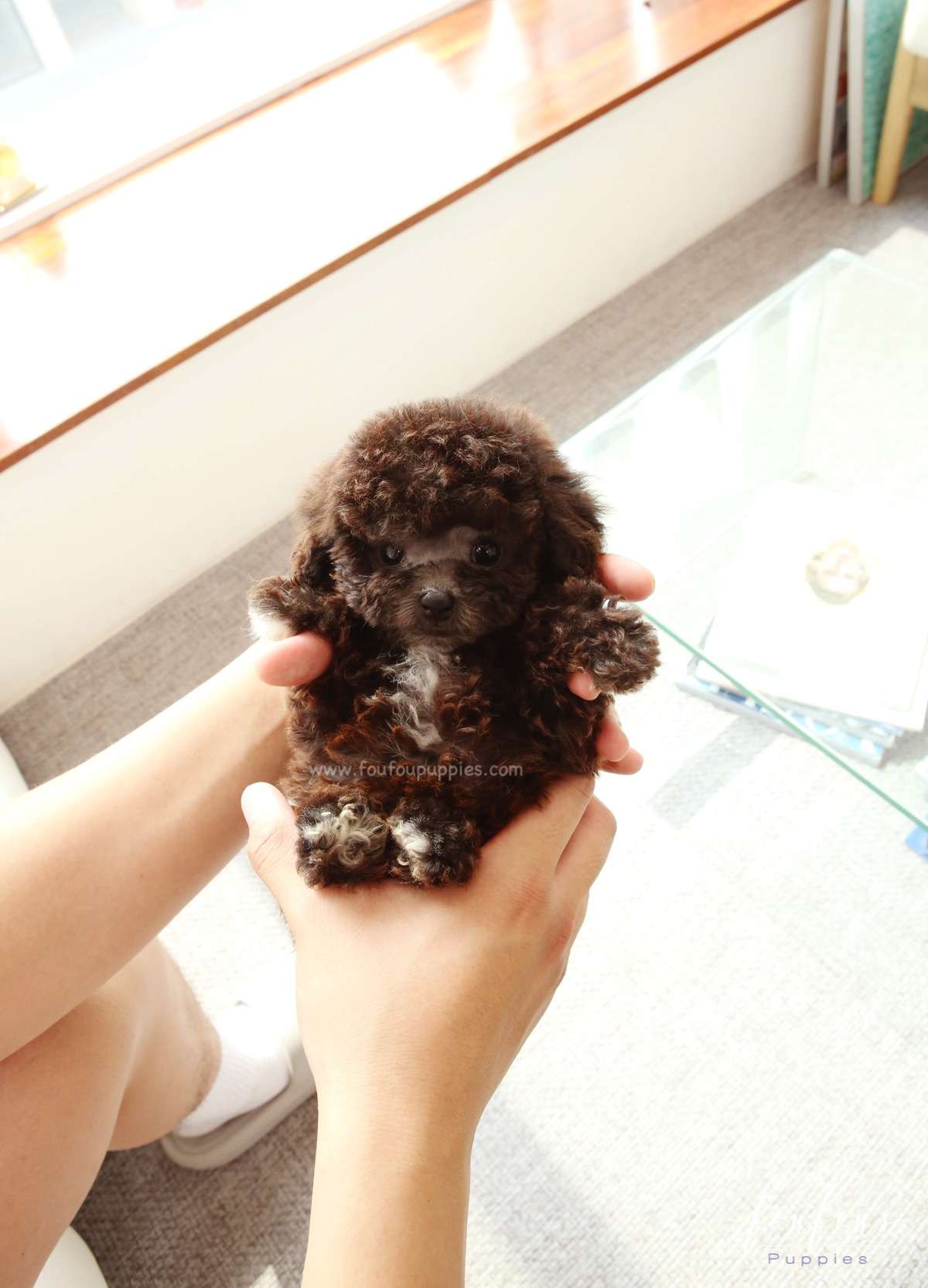 Hershey - Poodle M.