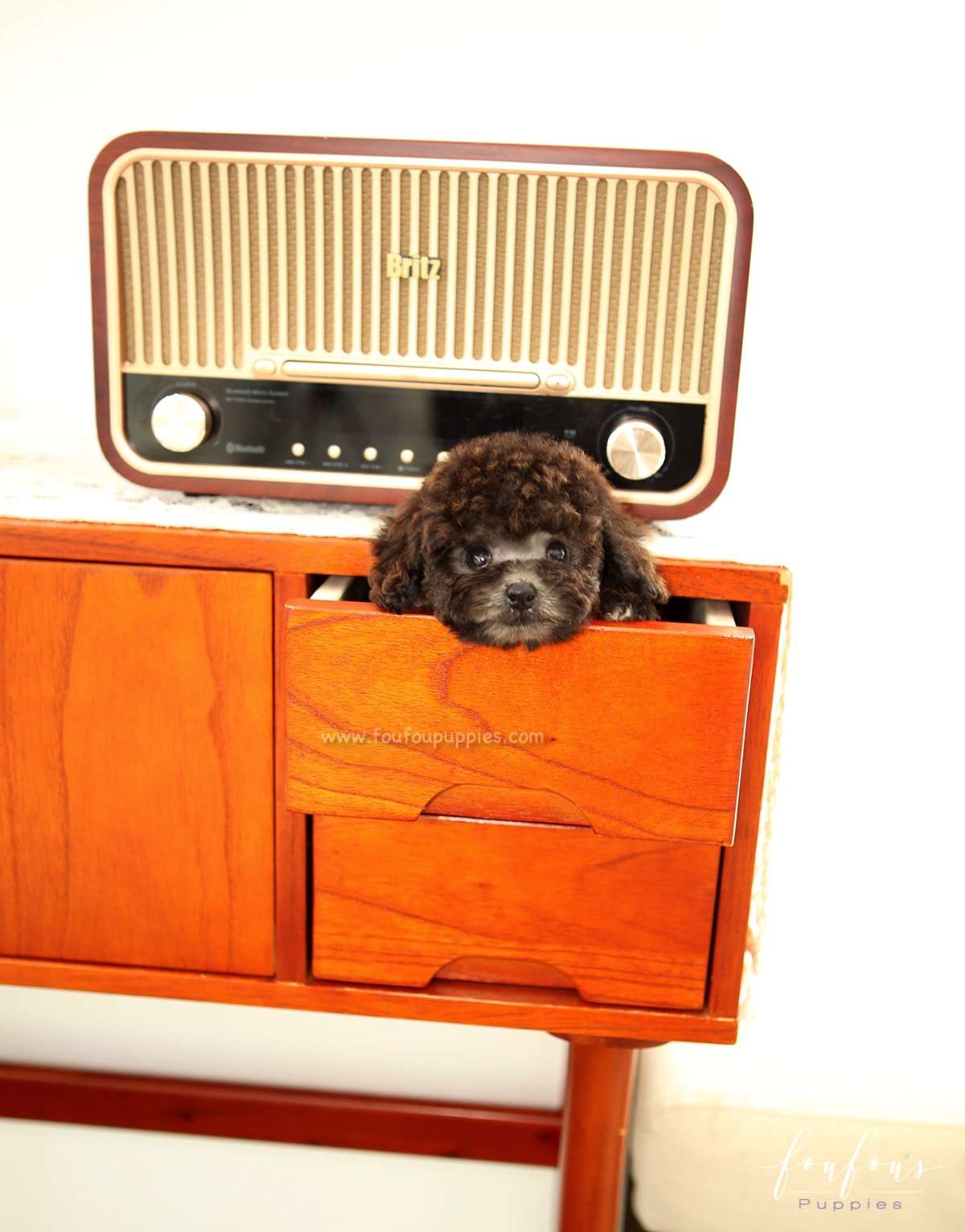 Hershey - Poodle M.