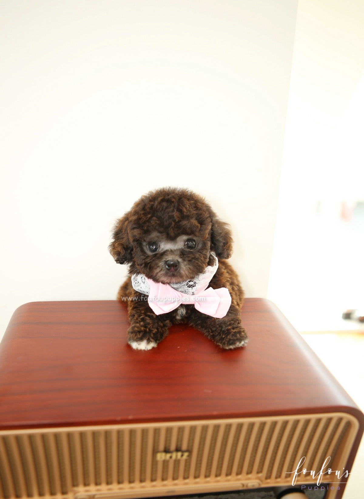 Hershey - Poodle M.