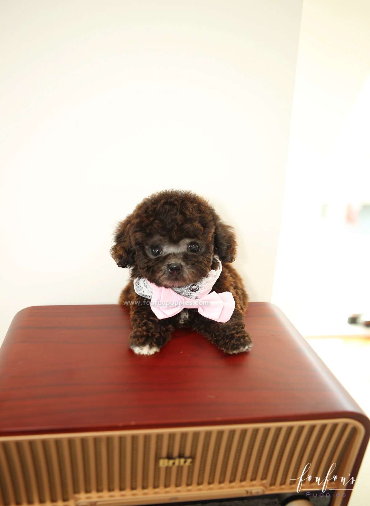 Hershey - Poodle M.