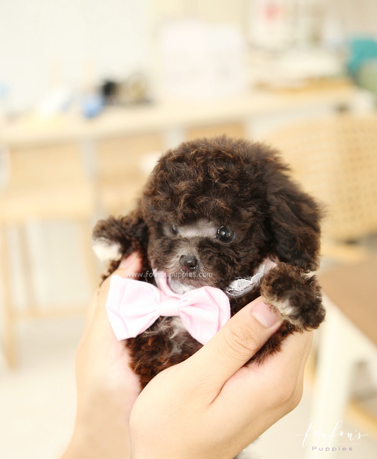 Hershey - Poodle M.